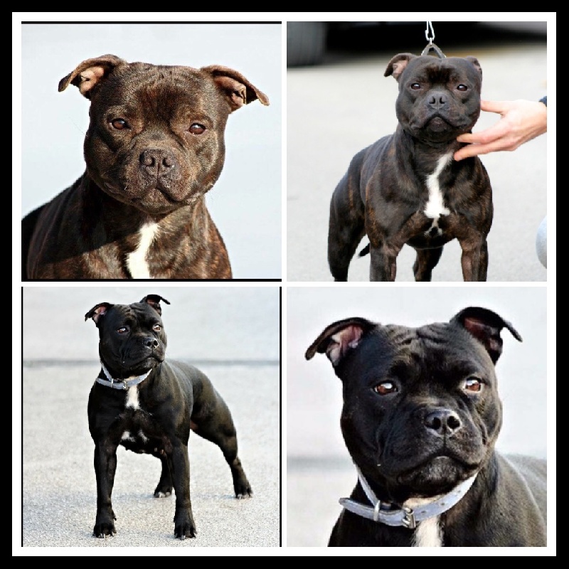 chiot Staffordshire Bull Terrier Staffy's My Star